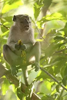 Crab-eating Macaque, Long-tailed Macaque
