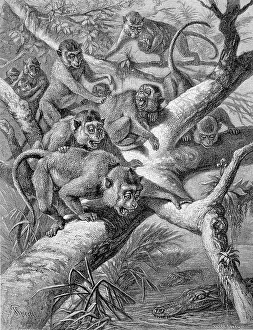 Crab-eating macaque (Macaca fascicularis)