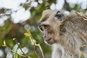 Crab-eating Macaque (Macaca fascicularis) in a tree