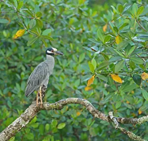 Crab Heron (Nycticorax violaca)