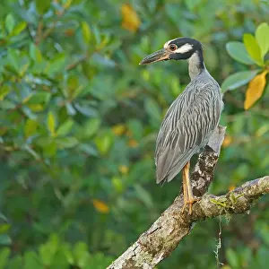 Crab Heron (Nycticorax violaca)
