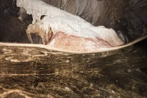 Crab larvae in underwater cave
