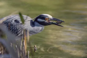 Crab Pond Heron, Florida (Nycticorax violaceuss)