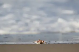 Crab by the sea, Isimangaliso Wetland Park