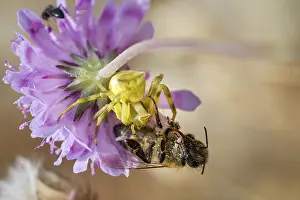 Crab spider, Thomisidae, crab spider