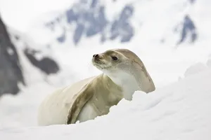Crabeater Seal (Lobodon carcinophaga)