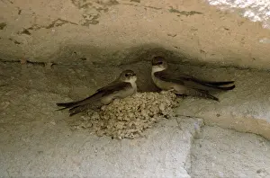 Crag (Ptyonoprogne rupestris) Martins