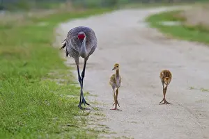 A crane with two chicks on a gravel path in nature