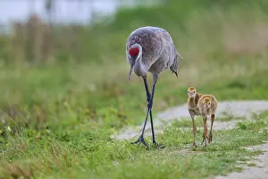 A crane with two chicks in a green landscape