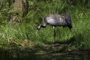 Crane or common crane (Grus grus)