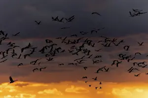Crane flies in impressive sunset light