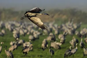 A crane flies over a meadow, surrounded by others