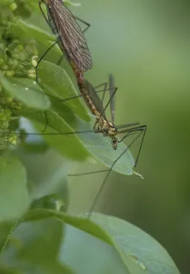 Crane fly (Tipulidae), mating on leaves