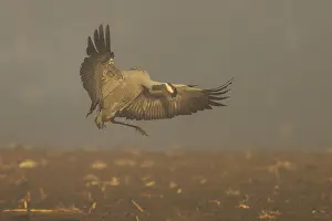 Category Wildlife DE Prints: A crane flying with spread wings in a foggy landscape