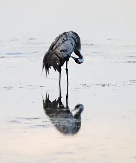 Crane (Grus grus) caring for plumage in the shallow water zone of a lake
