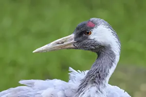 Crane (Grus grus), close-up of a crane