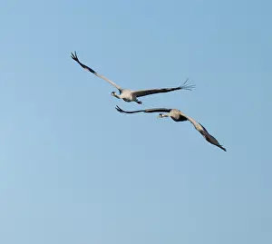 Crane (Grus grus), two cranes in flight