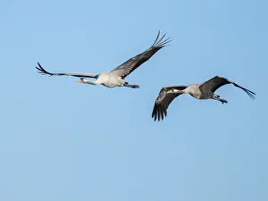 Crane (Grus grus), two cranes in flight