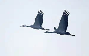 Crane (Grus grus) two cranes flying against a bright sky