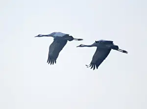 Crane (Grus grus) two cranes flying against a bright sky