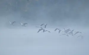 Crane (Grus grus), cranes flying over a lake