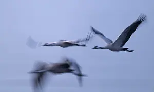 Crane (Grus grus) three cranes flying over a lake in morning light