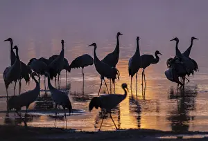 Crane (Grus grus), cranes standing in the shallow water zone of a lake in warm
