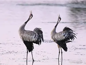 Crane (Grus grus), two cranes standing in the shallow water zone of a lake in warm morning light and calling