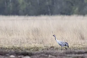 Crane (Grus grus), Emsland, Lower Saxony