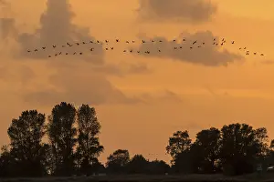 Crane (Grus grus) in flight at sunset