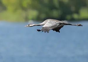 Crane (Grus grus) flying over a lake