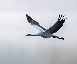 Crane (Grus grus) flying over a lake
