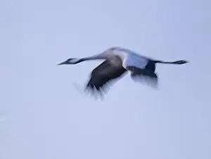 Crane (Grus grus) flying in morning light