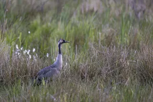 Crane (Grus grus), foraging in a marsh