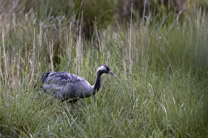 Crane (Grus grus), foraging in a marsh