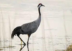 Crane (Grus grus) standing in the shallow water zone of a lake