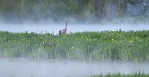 Crane (Grus grus) stands in a wetland