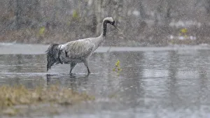 Fascination Winter - Animal Prints: Crane (Grus grus), striding through water in blowing snow in a bog and snowy landscape in early spring