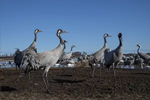 Crane (Grus grus), Sweden, Europe