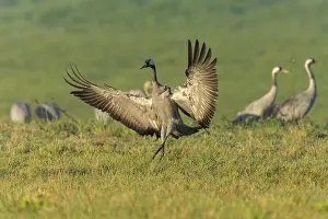 Crane landing gracefully with outstretched wings