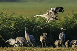 A crane lands in a meadow while other cranes can be seen in the background