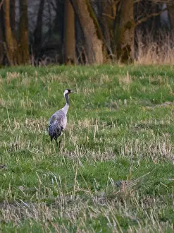 A crane looking for food, Mecklenburg-Western Pomerania
