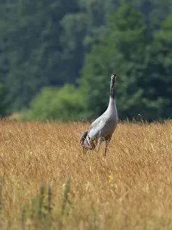Category Wildlife DE Prints: A crane looking for food, Mecklenburg-Western Pomerania