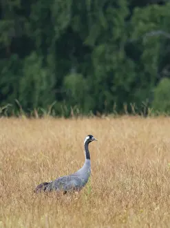 Category Wildlife DE Prints: A crane looking for food, Mecklenburg-Western Pomerania