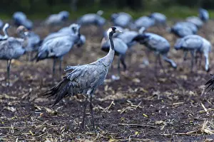 Category Wildlife DE Prints: A crane in the middle of a group in an autumnal field
