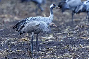 Category Wildlife DE Prints: Crane parents with chicks in an autumn environment