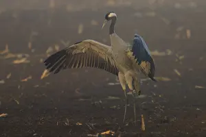 Category Wildlife DE Prints: A crane stands with wings spread out in the morning fog in a field