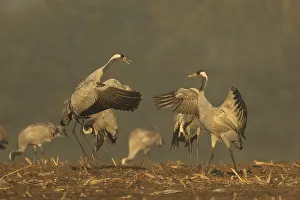 Category Wildlife DE Prints: Two cranes seem to be challenging each other