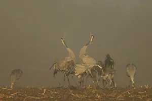 Two cranes dance with raised wings in a foggy atmosphere