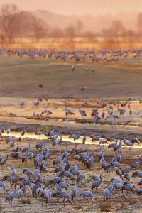 Cranes at a field in dawn light